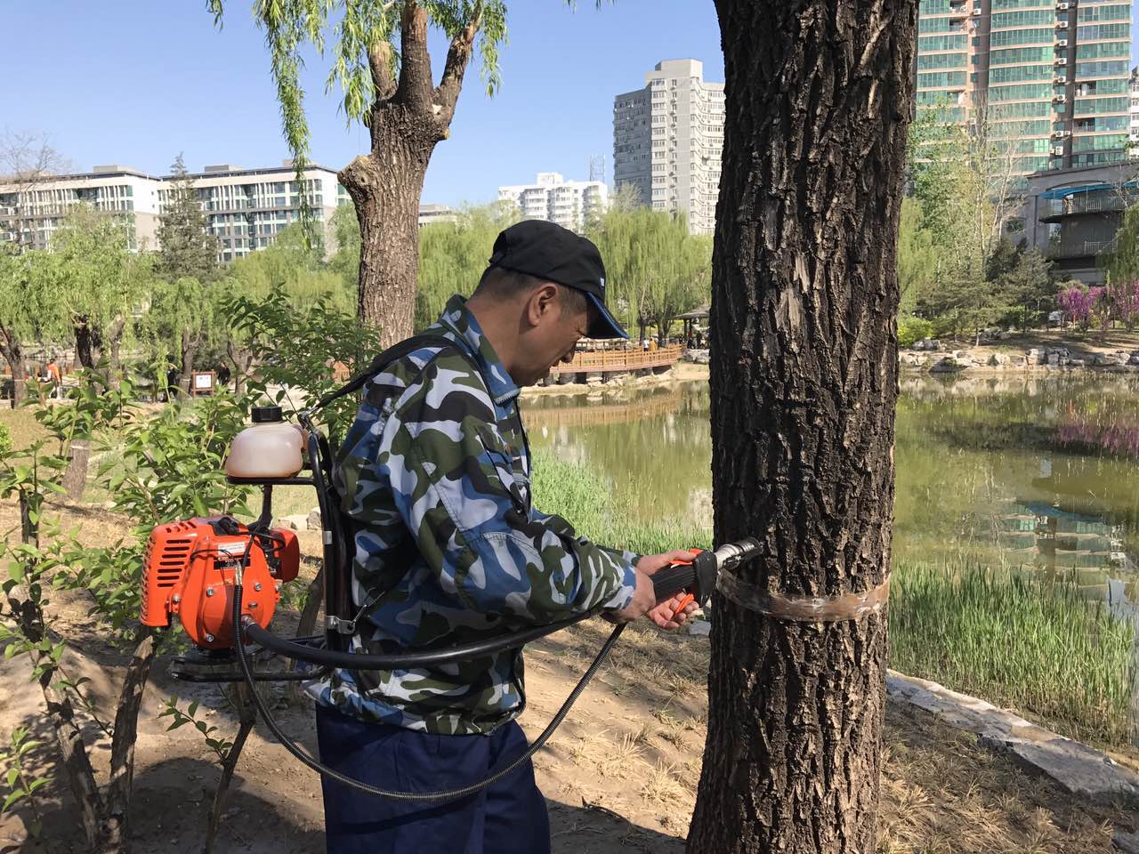 200万株杨柳飞絮成灾 北京园林局:2020年明显改善