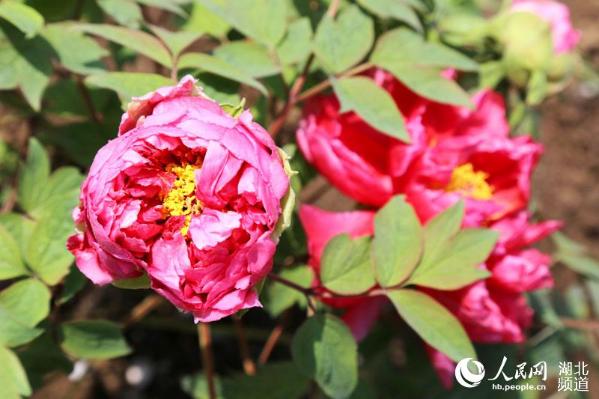 湖北十堰:以花办"节"助力乡村游