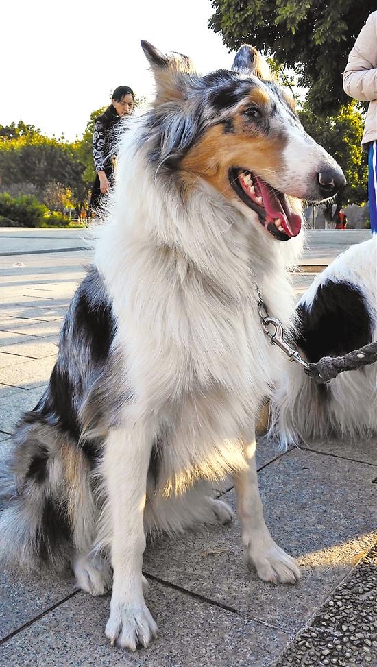 喜乐蒂:迷你苏牧萌翻你