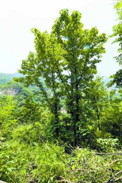 刺楸等10余珍稀树种现深山