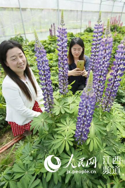 姹紫嫣红夺眼球鲁冰花成功在江西奉新安家