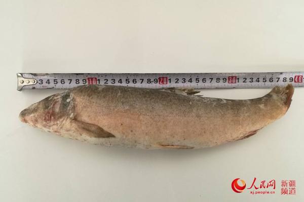 新疆博斯腾湖发现国宝级水生动物