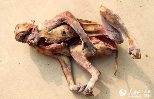 云南4男子猎杀珍贵濒危野生动物猕猴白鹇豪猪样样有