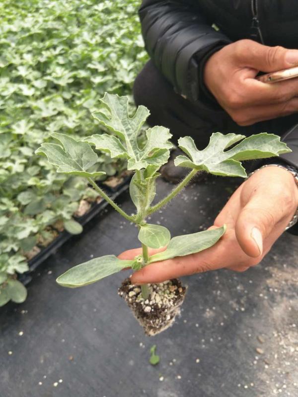 广西喷施宝助推宁夏硒砂瓜产业大显神威