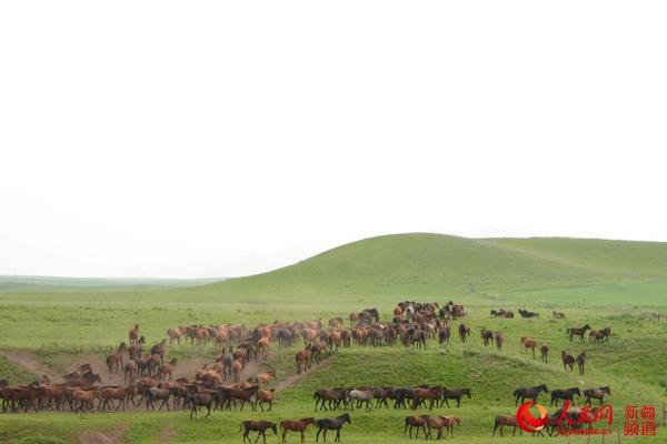 与新疆昭苏县喀尔坎特草原的约定图