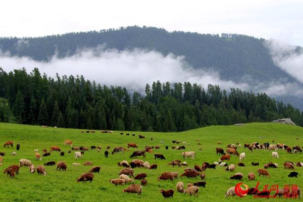 新疆那仁夏牧场一碧千里牛羊壮云雾缭绕山间藏