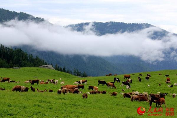 新疆那仁夏牧场一碧千里牛羊壮云雾缭绕山间藏