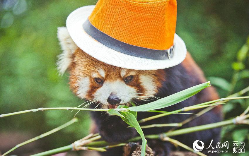 公园的雌性网红小熊猫嘟嘟拍了一组写真,照片里的嘟嘟头戴爵士帽