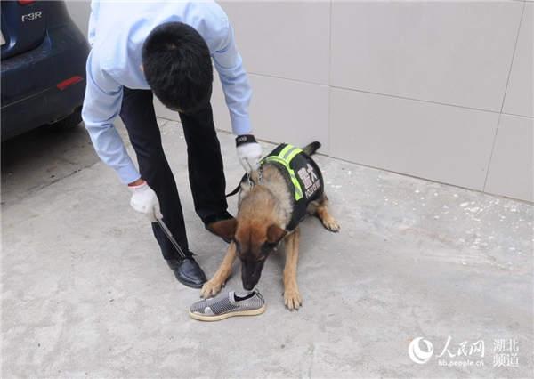 警犬以一只鞋为嗅源二十分钟抓住入室盗窃者