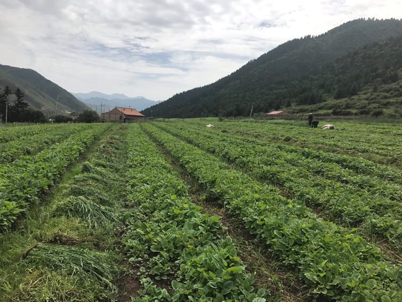 【脱贫攻坚在行动】甘肃夏河:当归"活"土地,多途径增收助脱贫_新闻频