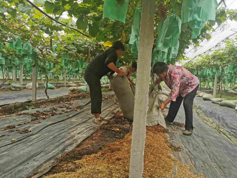 这些年来,在王虎的指导下,已有至少30人学会了葡萄技术,自己干种植