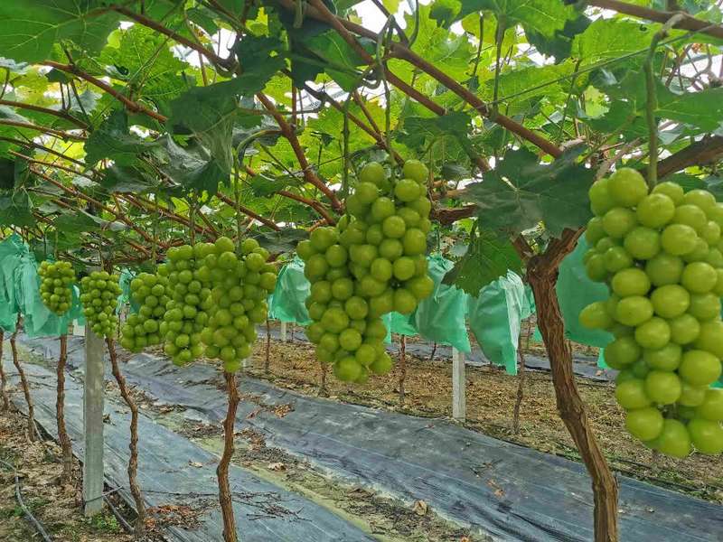 安徽六安:葡萄串起致富路