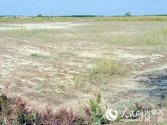 鹽鹼地改良不再是世界難題