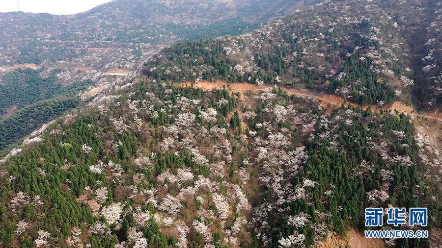 壮观!大幕山万株野樱花如云绽放