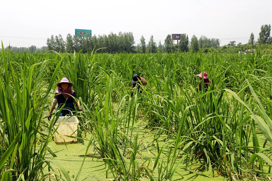 河南商城:茭白喜获丰收