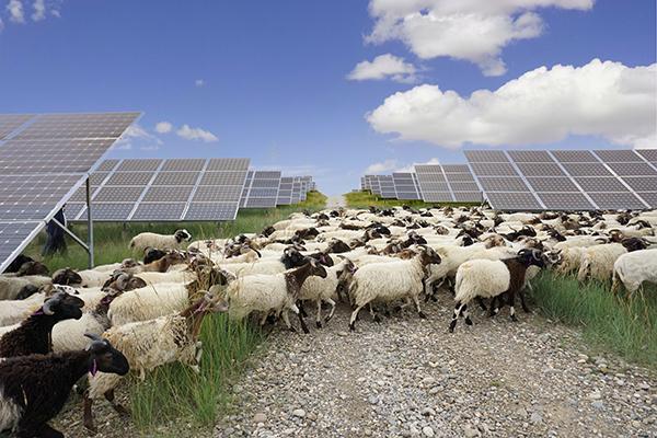 大国小鲜@新发展理念丨青海:小小光伏羊 绿色大文章