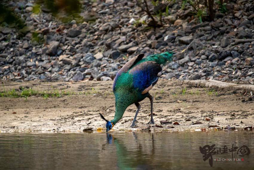 【七彩云南:万物共生的奥秘】凤凰的原型在彩云之南——绿孔雀