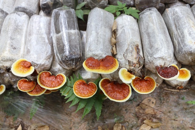 ����ؕB���ֳ�����ֲ������֥��       �������ż��� ������ ͼ