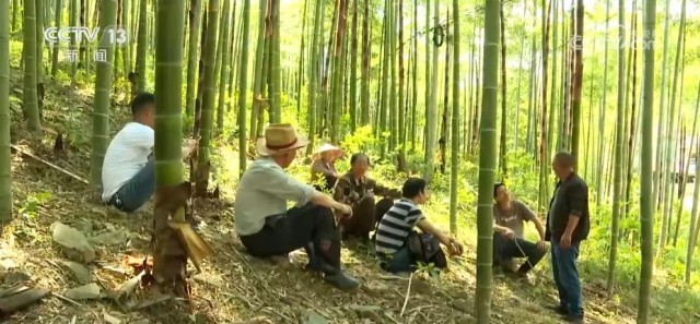 毛竹栽培技术新进展