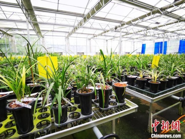 (高质量发展调研行)福建清流:推进两岸融合高质量发展,打造特色现代农业