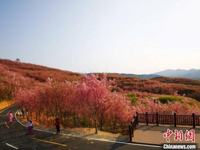 图为简文通的千亩樱花绽放,蔚为壮观。 雷朝良 摄
