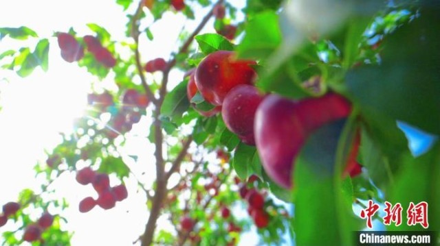 ����ϲ���գ�˶����֦ͷ���������� ��