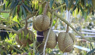 ���������������� ҵ����ʿ�������ڼ۸񲻻��½�.jpg