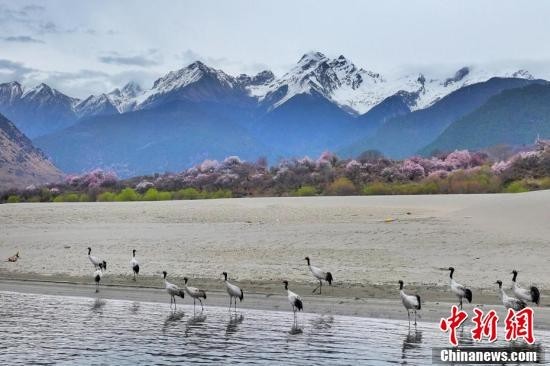 西藏林芝：黑颈鹤与桃花共绘春日画卷