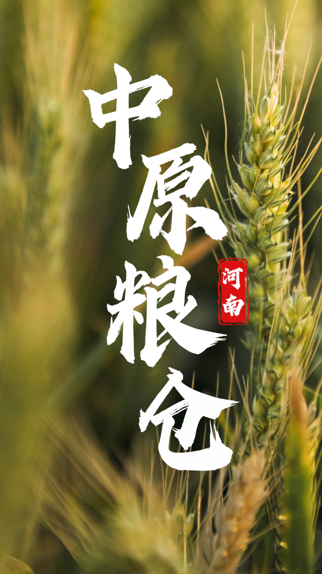 中国小麦的“C位” 麦收前在准备什么？