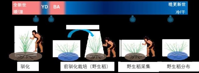 驯化10万年，我国科学家揭示水稻演化史