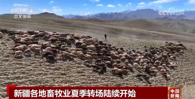 新疆各地畜牧业夏季转场陆续开始 “最美转场路”上多种服务“到位”