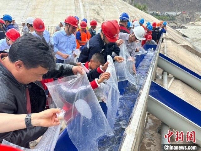 西藏芒康:增殖放流 23万尾鱼苗投放金沙江