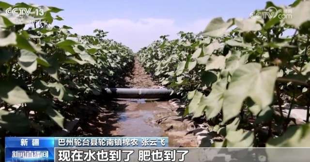 良田风景美 新疆塔里木河流域夏季灌溉工作有序进行