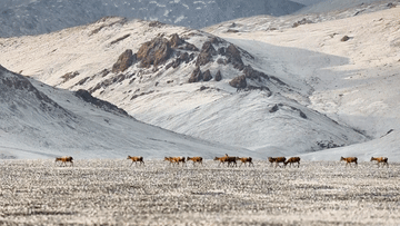 神奇动物在西藏｜藏羚羊的迁徙之美