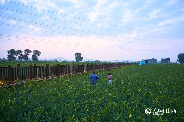 �ƻ���ֲ���ء�