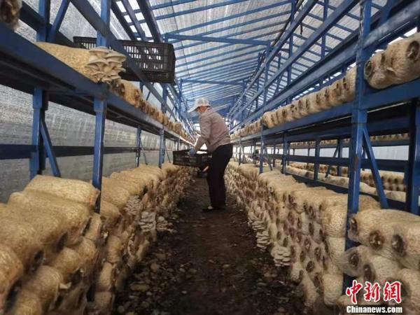 图为蘑菇种植基地.中新网记者 谢艺观 摄