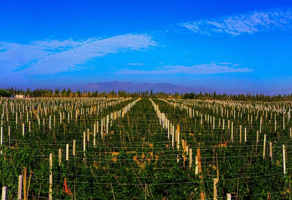 紫轩酒业的万亩葡萄园