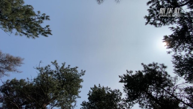 人工造林如何“再野化”？探访北京最大国有林场_新闻频道_中国青年网