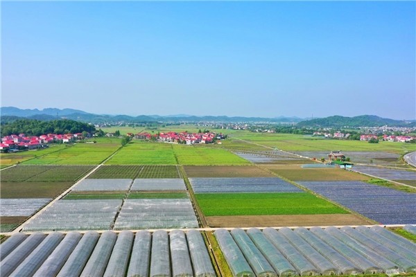 鄉村美農民富新農村走上振興路