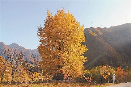 秦岭深处,3300岁银杏树安全了_新闻频道_中国青年网