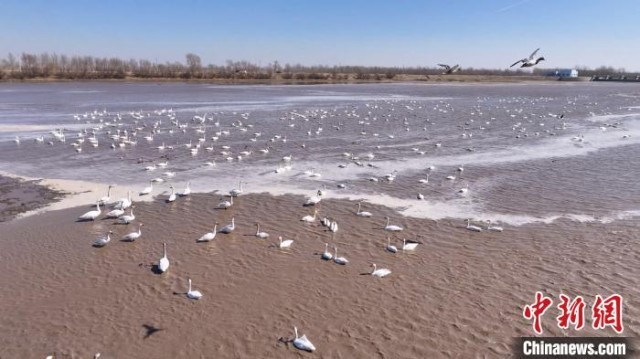 内蒙古通辽西辽河水域大批候鸟迁徙过境