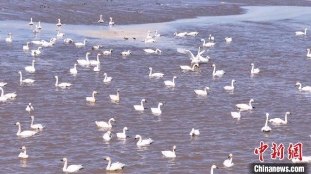 内蒙古通辽西辽河水域大批候鸟迁徙过境