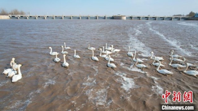 内蒙古通辽西辽河水域大批候鸟迁徙过境