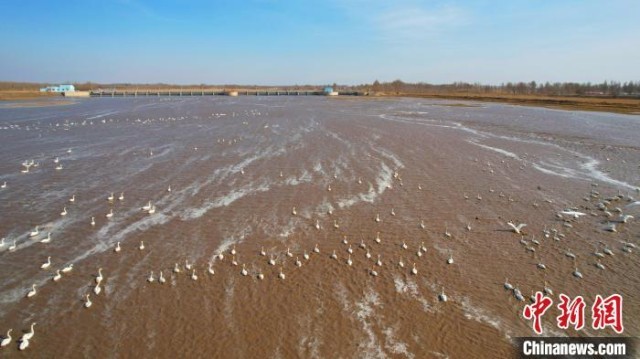 内蒙古通辽西辽河水域大批候鸟迁徙过境