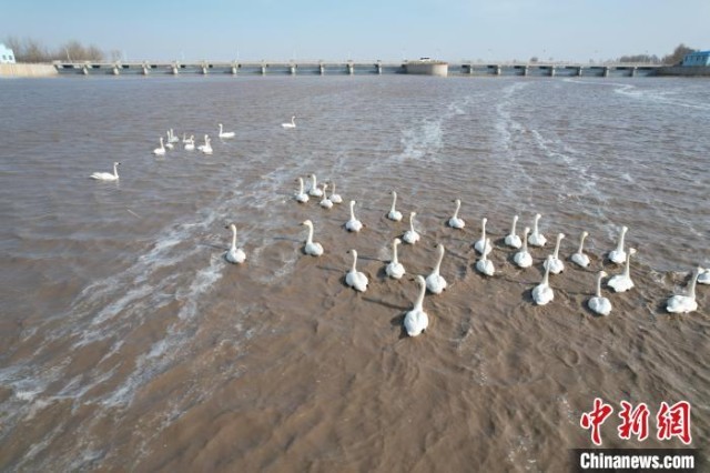 内蒙古通辽西辽河水域大批候鸟迁徙过境