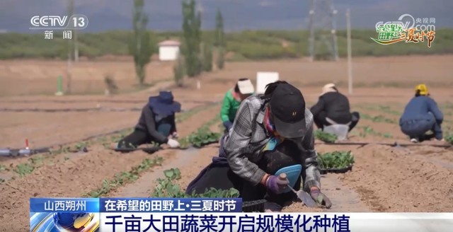 农技护航、智慧种田 三夏时节各地都在抢农时 忙耕种_新闻频道_中国青年网