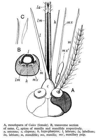 蚊子口器解剖图图片