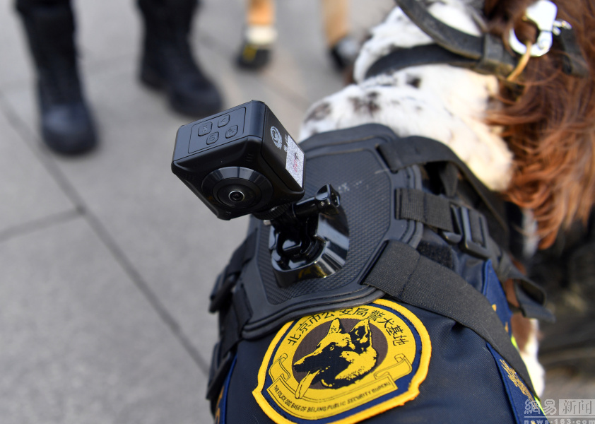 佩戴vr警犬亮相 酷炫高科技应用到两会安保工作