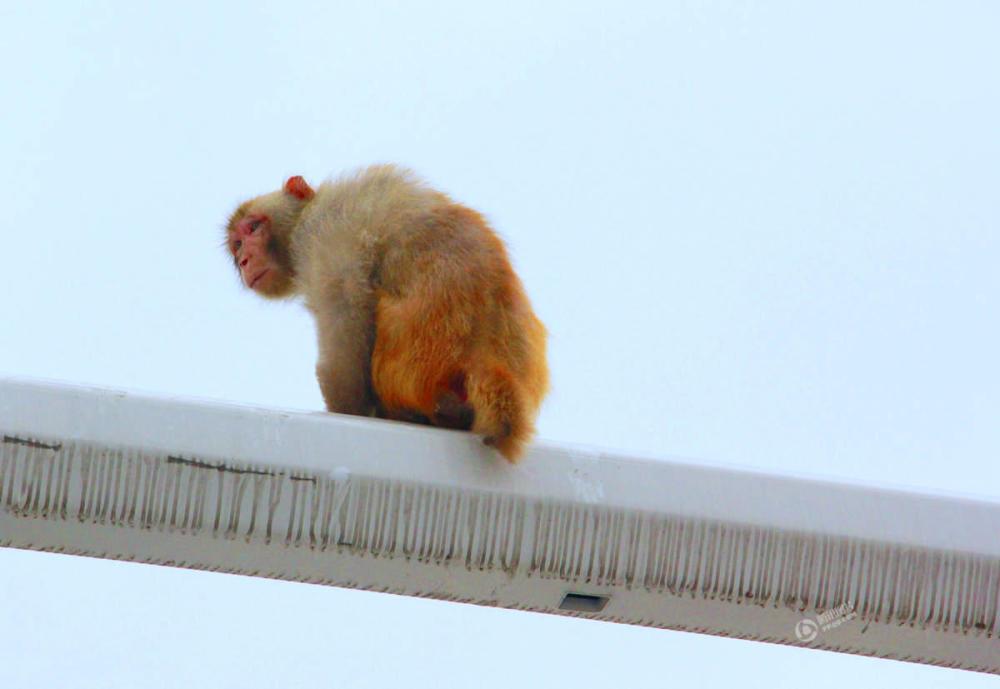 该红路灯时,其下意识抬头观看,竟然发现交通信号灯杆上爬着一只猴子
