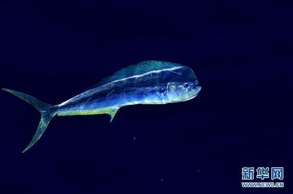 决心号在南海拍到鲯鳅舞姿曼妙